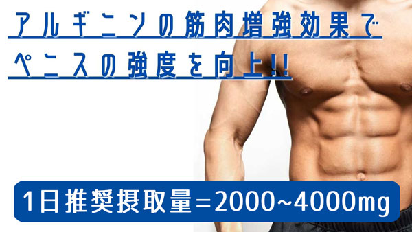 アルギニンの筋肉増強効果でペニスの強度を向上