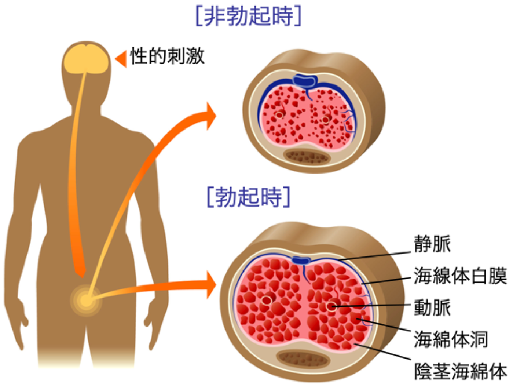 勃起のメカニズム